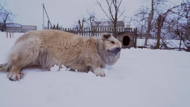 Close-up image of a small dog tied to a wooden box lying on a snow-covered yard of an old house