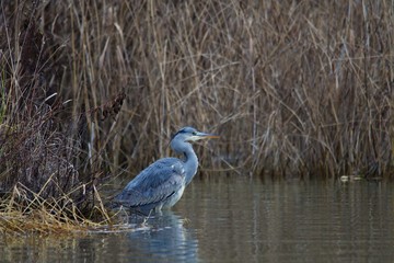 Amazing blue heron in natural environment, Danubian wetland, Slovakia, Europe