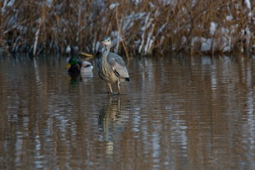 Amazing blue heron in natural environment, Danubian wetland, Slovakia, Europe