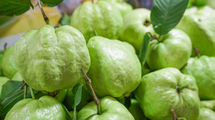 Guava fruit fresh for background.