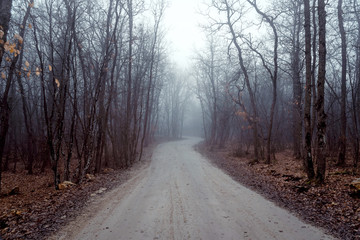 Fototapeta premium road in forest