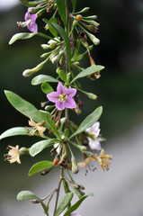 Flowering Lycium barbarum
