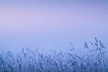 фон с заснеженной травой в холодных тонах