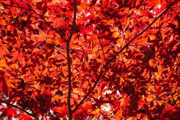 Japanese red maple texture background.