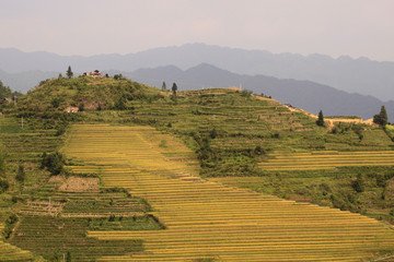 Fototapeta na wymiar The yellow green Longsheng Rice Terraces Dragon's Backbone also known as Longji Rice Terraces