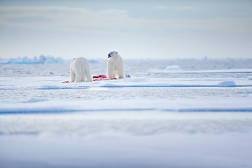 Obraz na płótnie Canvas White bear feeding on drift ice with snow, Svalbard, Norway. Bloody nature with big animals. Dangerous animal with carcass of seal. Arctic wildlife, animal feeding behaviour.