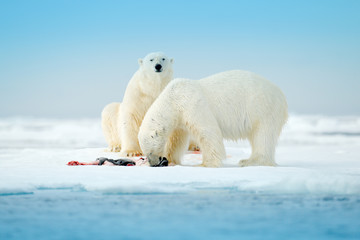 Two polar bears with killed seal. White bear feeding on drift ice with snow,  Norway. Bloody nature with big animals. Dangerous animal with carcass of seal. Arctic wildlife, animal feeding behaviour.