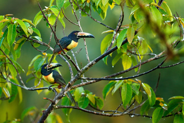 Small toucan Collared Aracari, Pteroglossus torquatus, bird with big bill. Toucan sitting on the branch in the forest, Boca Tapada, Costa Rica. Nature travel in central America.