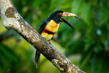 Small toucan Collared Aracari, Pteroglossus torquatus, bird with big bill. Toucan sitting on the branch in the forest, Boca Tapada, Costa Rica. Nature travel in central America.