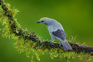 Palm Tanager sitting on beautiful mossy branch with clear background. Beautiful bird from Costa Rica. Birdwatching in South America. Animal in the green forest.