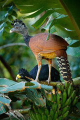 Pair of Great curassow, Crax rubra, in the nature forest habitat, birds sitting on the palm leave in green vegetation. Curassow from Costa Rica. Two animals in the tropic jungle habitat, America.