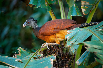 Big bird Great curassow, Crax rubra, in the nature forest habitat, animal sitting on the palm leave in green vegetation. Curassow from Costa Rica. Two animals in the tropic jungle habitat, America.
