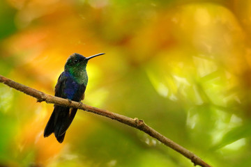 Green-crowned Woodnymph, Thalurania colombica, hummingbird in the nature tropic forest habitat, wildlofe Costa Rica. Scene in tropical jungle, bird sitting on the branch,.
