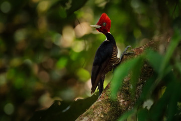 Pale-billed woodpecker, Campephilus guatemalensis, sitting on branch with nesting hole, black and red bird in nature habitat, Costa Rica. Birdwatching, South America. Beautiful woodpecker in forest.