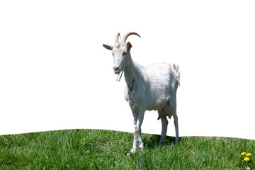 Goat standing up isolated on a white background