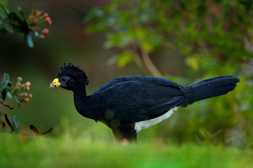 Great Curassow, Crax rubra, big black bird with yellow bill in the nature habitat, Costa Rica. Wildlife scene from tropic forest. Brown bird in green grass, tropic nature. Jungle bird.