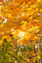 Maple leaves in the fall in the forest lit by sunlight