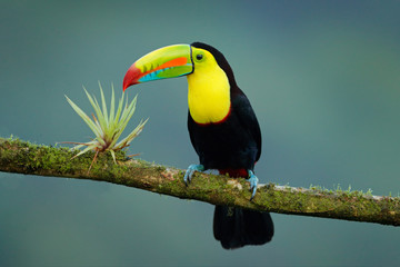 Wildlife from Yucatán, Mexico, tropical bird. Toucan sitting on the branch in the forest, green...