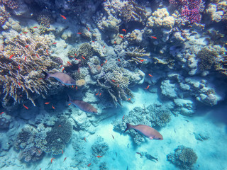 gray kyphosis fish against the background of the seabed and corals