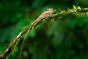 Helmeted basilisk iguana, Corytophanes cristatus, sitting on the tree branch. Lizard in the nature habitat, green forest vegetation. Beautiful reptile with long tail and crest. 