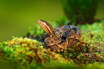 Fototapeta premium Bothrops atrox, Fer-de-lance in nature habitat. Common Lancehead viper, in tropical forest. Poison snake in the dark jungle. Detail of rare snake from Costa Rica.