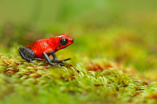 Red Strawberry poison dart frog, Dendrobates pumilio, in the nature habitat, Costa Rica. Close-up portrait of poison red frog. Rare amphibian in the tropic. Wildlife jungle. Frog in the forest.