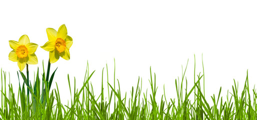 freigestellte narzissen im gras