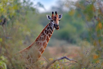 Giraffe hidden in orange and green autumn vegetation. Giraffes head in the forest, Kruger National Park, wildlife. Green season in Africa.  Africa.