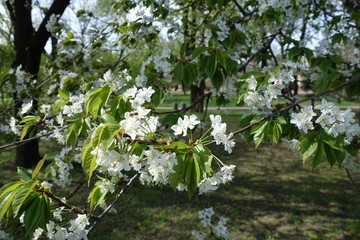 Blossoming branches of cherry in mid spring