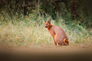 Caracal, African lynx, in green grass vegetation. Beautiful wild cat in nature habitat, Botswana, South Africa. Animal face to face walking on gravel road, Felis caracal. Wildlife scene from nature.