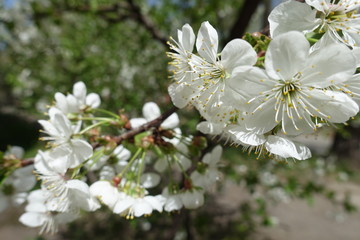 Obraz premium Close view of white cherry blossom in April