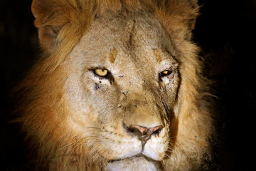 Injured detail night portrait of lion. African lion, Panthera leo, detail of big animal, evening sun, Kruger National Park, Botswana, South Africa. Close-up head portrait of wild cat.