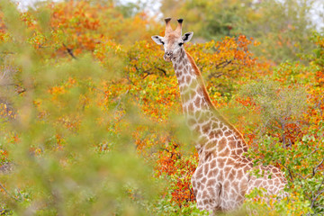 Giraffe detail in the orange autumn forest. Green and red vegetation with big animals. Wildlife scene from nature. Evening light in the wood, Kruger National Park, Africa. Giraffe in the habitat