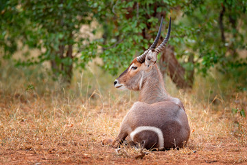 Waterbuck, Kobus ellipsiprymnus, large antelope in sub-Saharan Africa, detail face portrait. Nice African animal in the nature habitat, Kruger NP, South Africa. Wildlife scene from nature, Antelope.