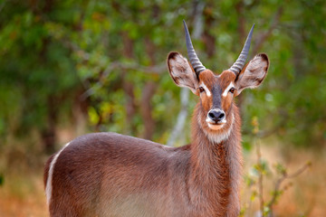 Waterbuck, Kobus ellipsiprymnus, large antelope in sub-Saharan Africa, detail face portrait. Nice African animal in the nature habitat, Kruger NP, South Africa. Wildlife scene from nature.