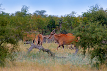Naklejka na ściany i meble Eland anthelope, Taurotragus oryx, big brown African mammal in nature habitat. Eland in green vegetation, Kruger National Park, South Africa. Wildlife scene from nature.