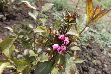 Half opened pink flowers of weigela bush