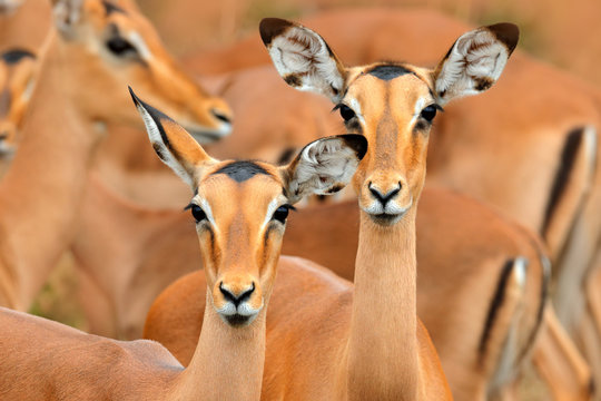 impalas in the grass with evening sun, Ihidden portrait in vegetation. Animal in the wild nature . Sunset in Africa wildlife. Animal in the habitat, face. Beautiful head of antelope, funny image.