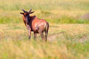 Naklejka na ściany i meble Common tsessebe, Damaliscus lunatus, detail portrait of big brown African mammal in nature habitat. Sassaby, in green vegetation, Kruger National Park, South Africa. Widlife scene from nature.