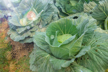 cabbage in the garden