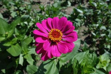 Magenta colored flower head of Zinnia elegans