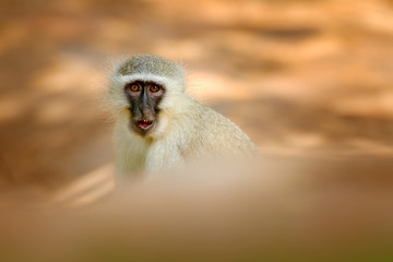 Vervet monkey, Chlorocebus pygerythrus, portrait of grey and black face animal in the nature habitat, Balule near the Kruger Nature Park, South Africa. Wildlife scene from nature. Monkey in green.