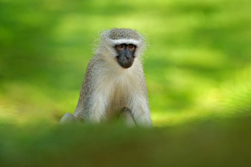 Vervet monkey, Chlorocebus pygerythrus, portrait of grey and black face animal in the nature habitat, Balule near the Kruger Nature Park, South Africa. Wildlife scene from nature. Monkey in green.