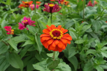 Bright orange flower of zinnia elegans in July