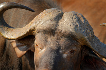 Detail of bull horny head in savannah, Kruger National Park, South Africa. Wildlife scene from...