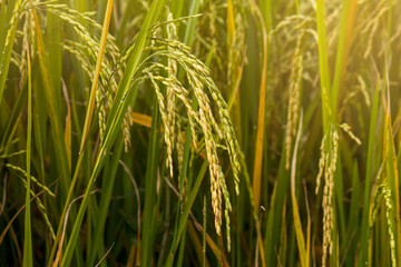 yellow rice plant in rice field.
