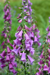 Fototapeta premium Foxglove Excelsior Hybrids