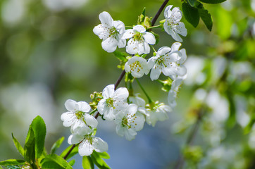 Cherry flowers frame