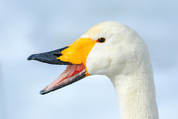 Obraz premium Whooper Swan, Cygnus cygnus, detail bill portrait of bird with black and yellow beak, Hokkaido, Japan.