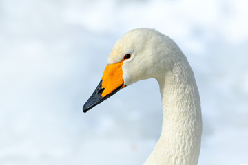 Obraz premium Whooper Swan, Cygnus cygnus, detail bill portrait of bird with black and yellow beak, Hokkaido, Japan.